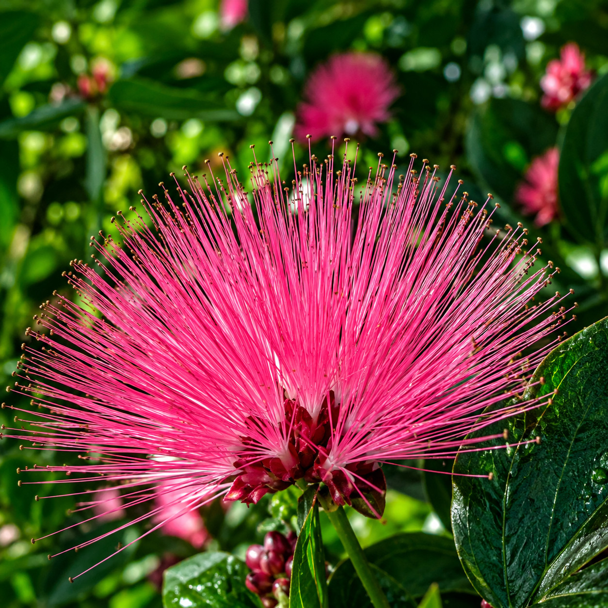 Kalliandra DIXIE PINK - obrazek 5