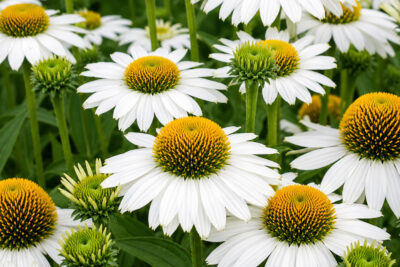 Echinacea jeżówka MEDITATION WHITE