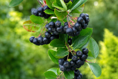 Aronia czarnoowocowa HUGIN
