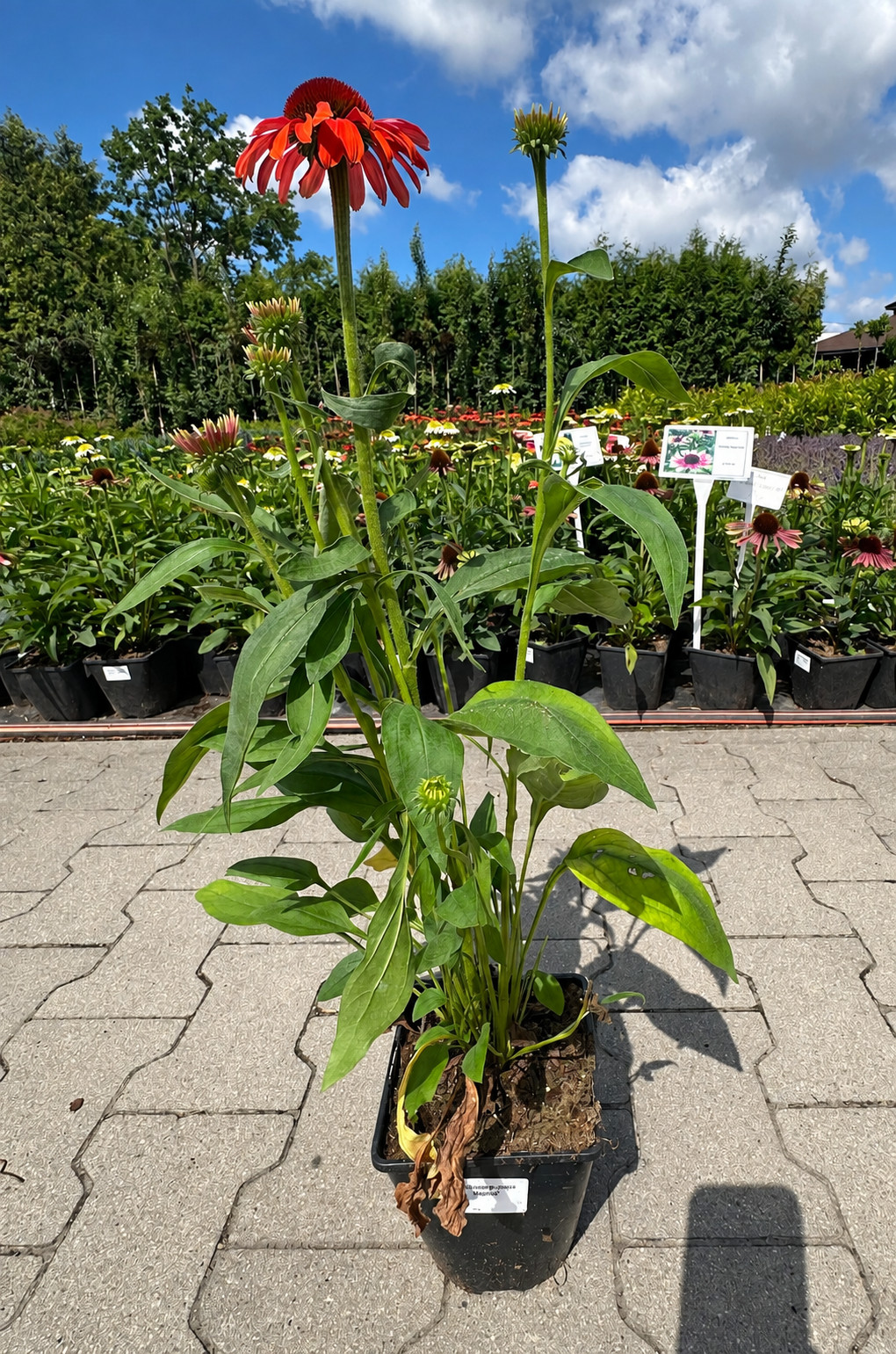 Echinacea jeżówka JULIA - obrazek 5