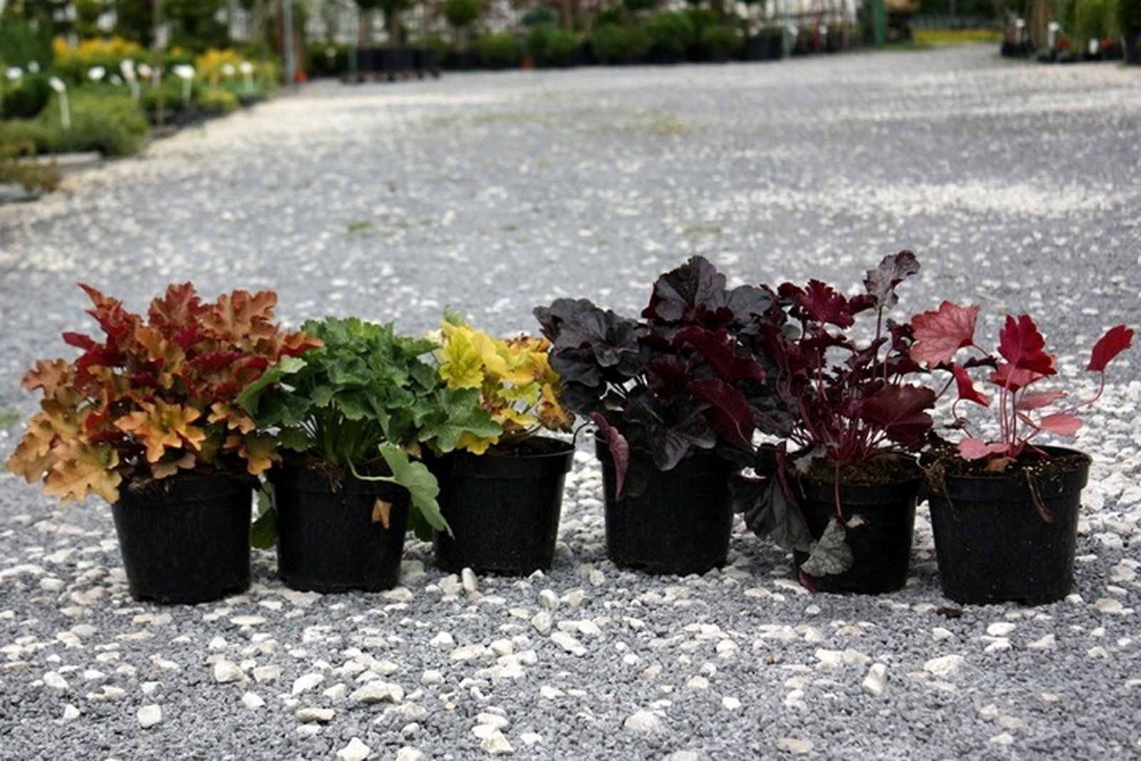 Żurawka CHOCOLATE RUFFLES - 8