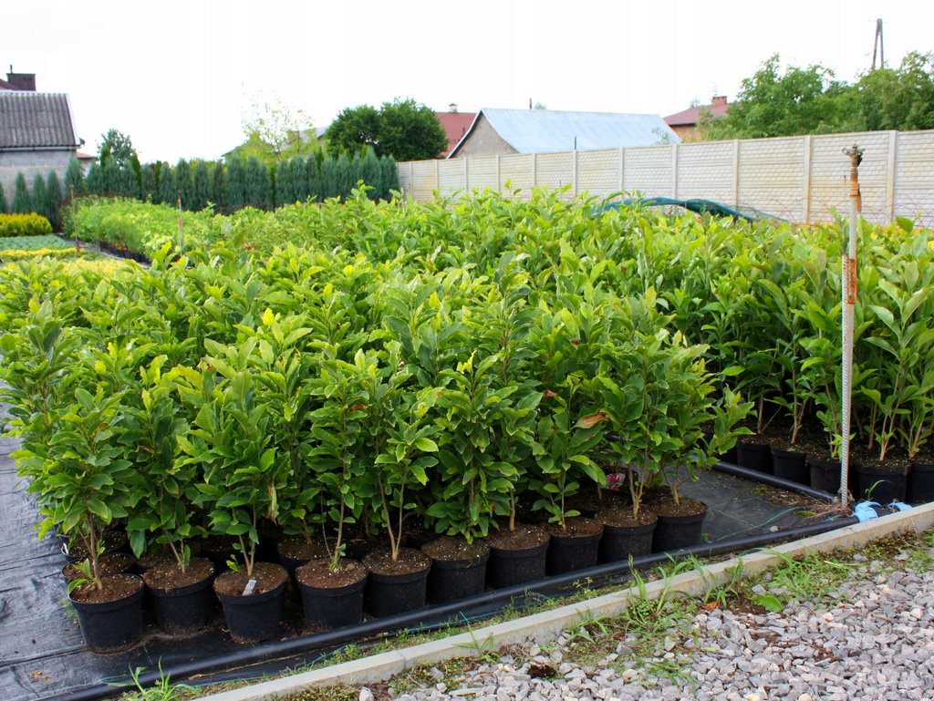 Magnolia KOBUS ISIS Szczepiona - 4