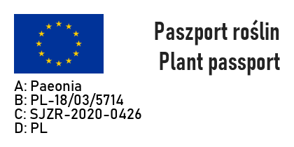 PIWONIA ITOH BARTZELLA - 4