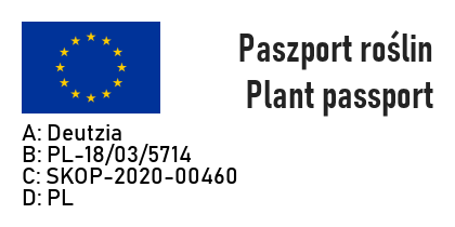 ŻYLISTEK SZORSTKI CANDIDISIIMA - 8