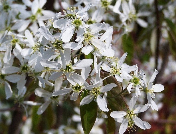 Świdośliwa  LAMARCKA 100cm doniczka - 1