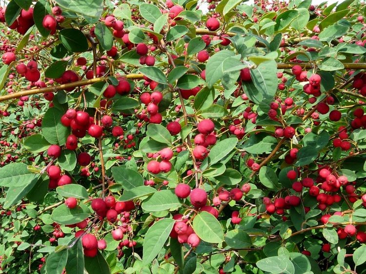 Świdośliwa  LAMARCKA 100cm doniczka - 2