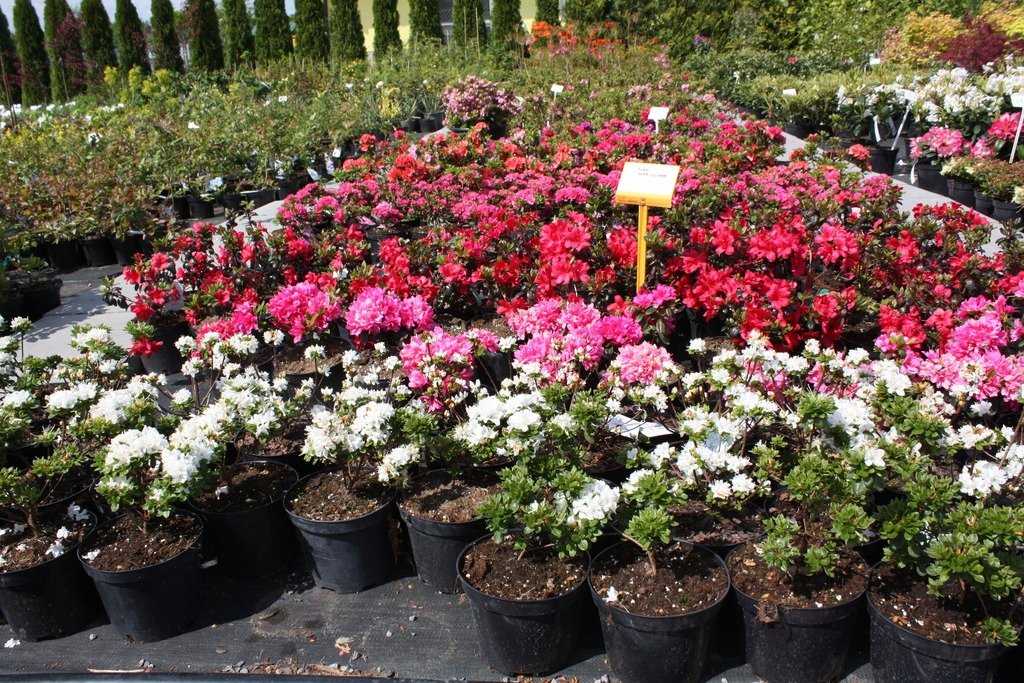 AZALIA JAPOŃSKA KIRSTIN - 9