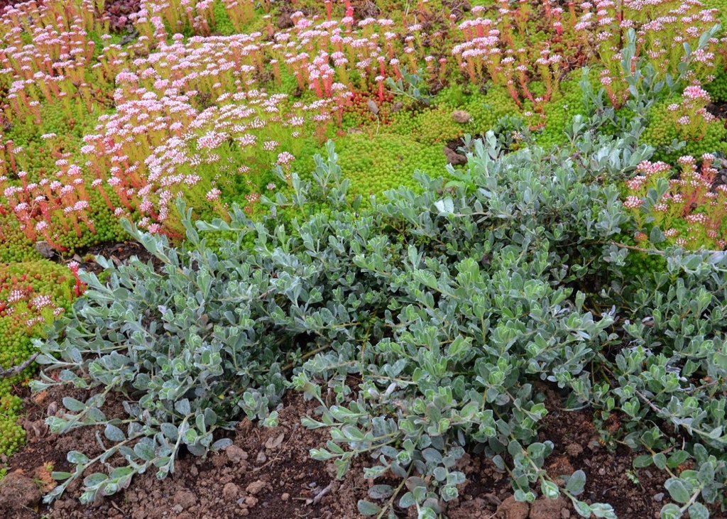 WIERZBA PŁOŻĄCA SREBRZYSTA - 5