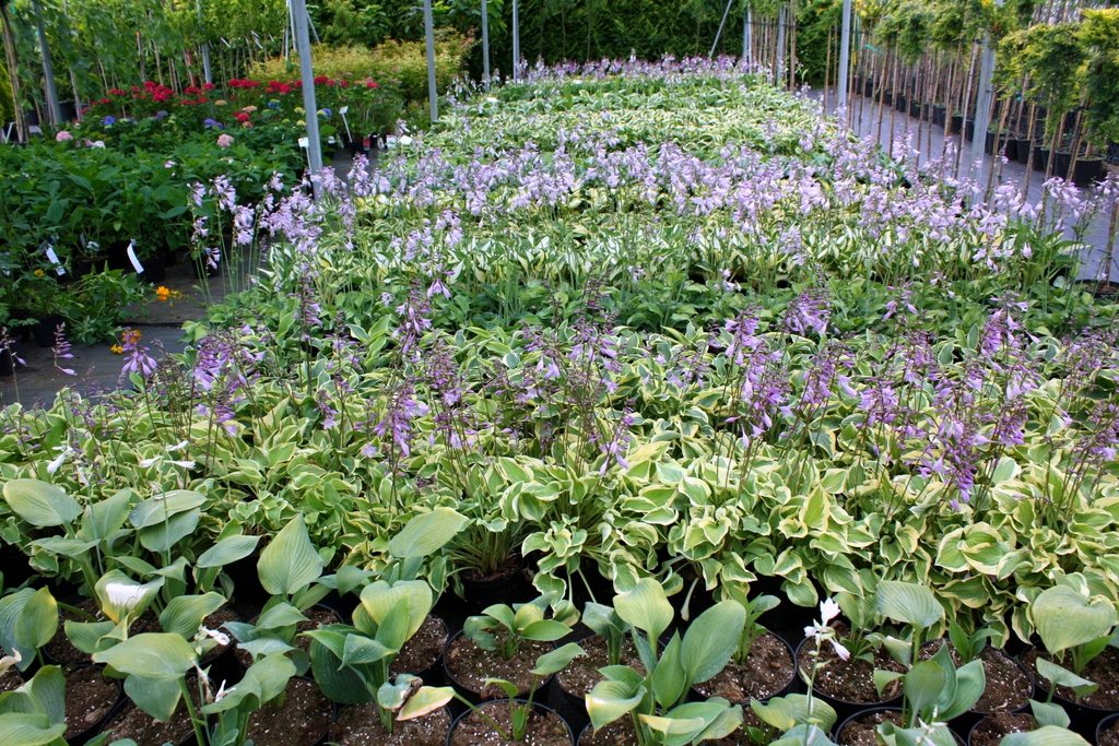 FUNKIA HOSTA STRIPTEASE - 5