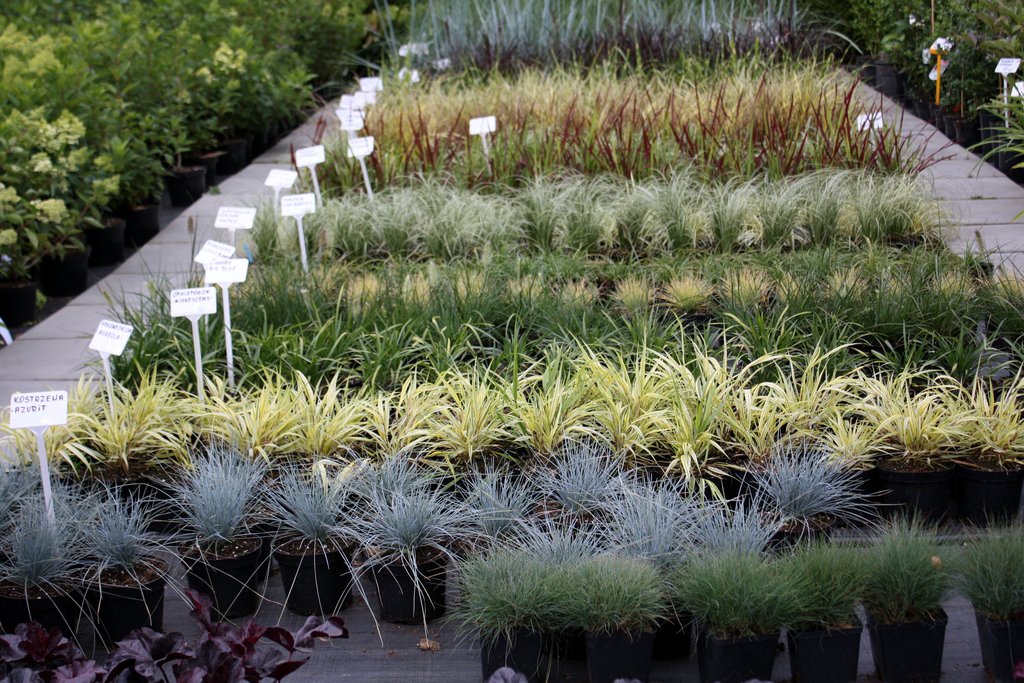 MISKANT CHIŃSKI RIGOLETTO - 7