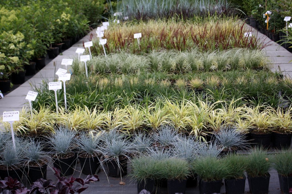 MISKANT GHANA GHANA - 6