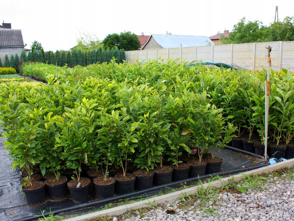 MAGNOLIA WADA’S MEMORY - 7