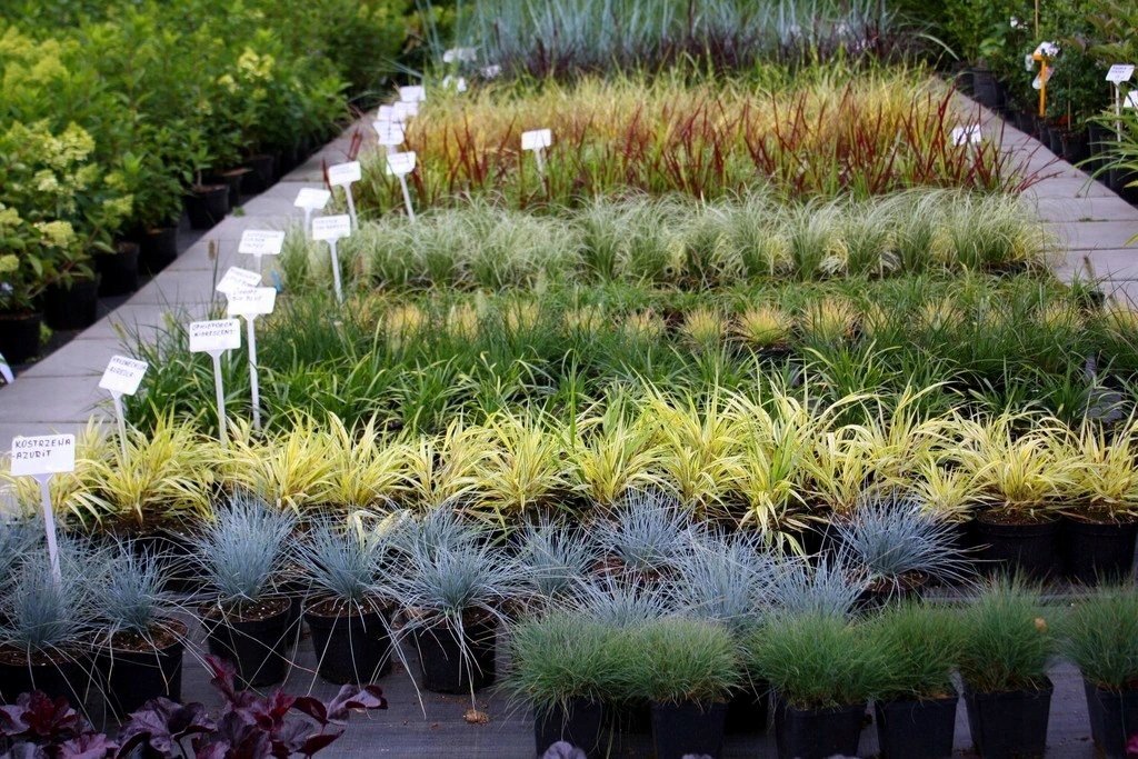 MISKANT CHIŃSKI VARIEGATUS - 5