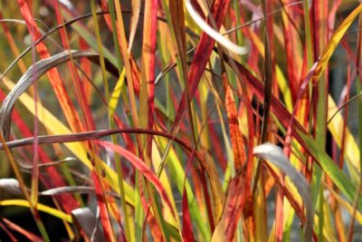 PROSO RÓZGOWATE ROTSTRAHLBUSCH