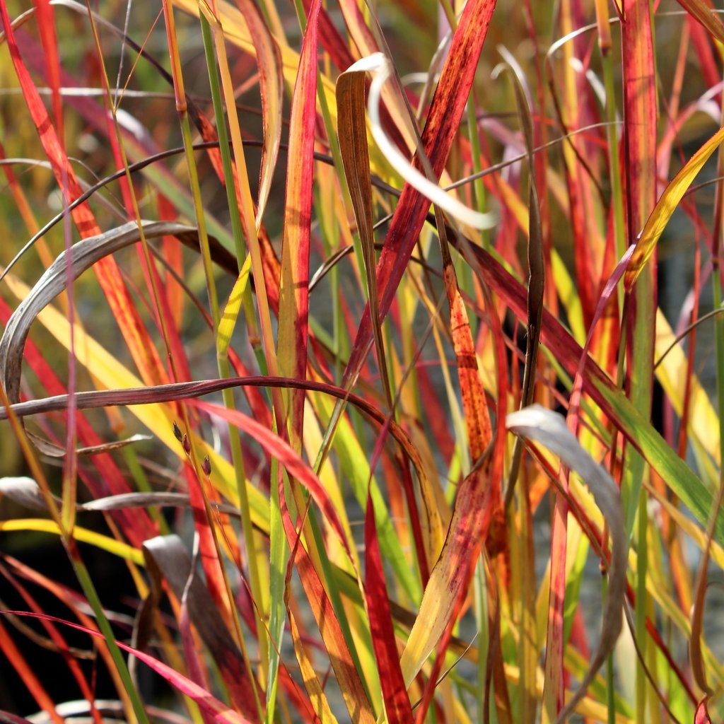 PROSO RÓZGOWATE ROTSTRAHLBUSCH