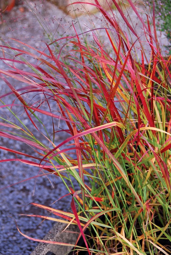 PROSO RÓZGOWATE ROTSTRAHLBUSCH - 2