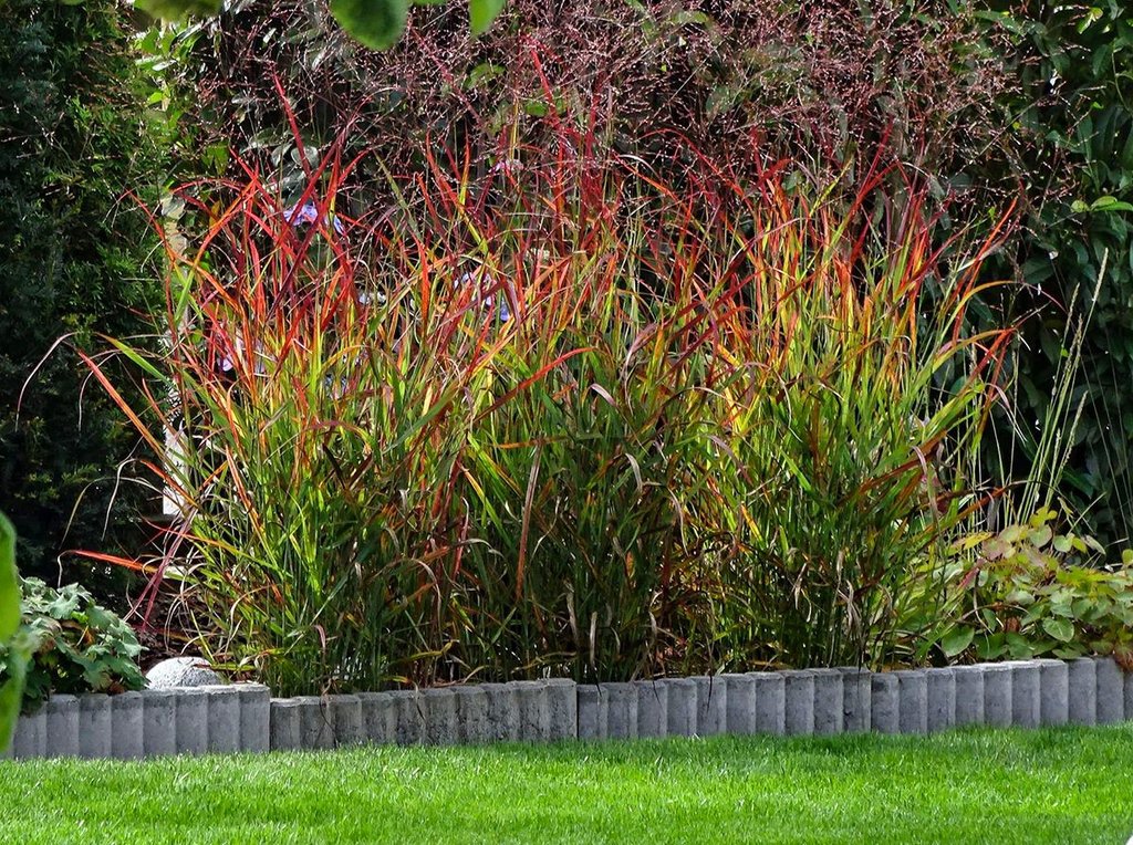 PROSO RÓZGOWATE ROTSTRAHLBUSCH - 6