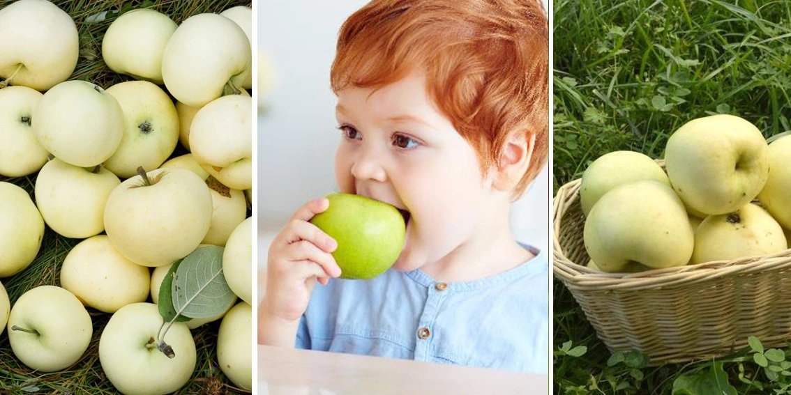 Jabłoń OLIWKA ŻÓŁTA