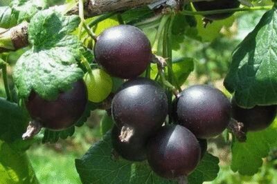 Porzeczkoagrest JOSTA FORMA KRZACZASTA