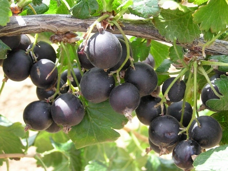 Porzeczkoagrest JOSTA FORMA KRZACZASTA - 2