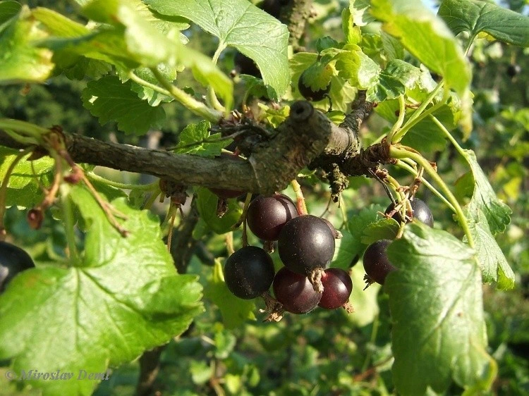 Porzeczkoagrest JOSTA FORMA KRZACZASTA - 3