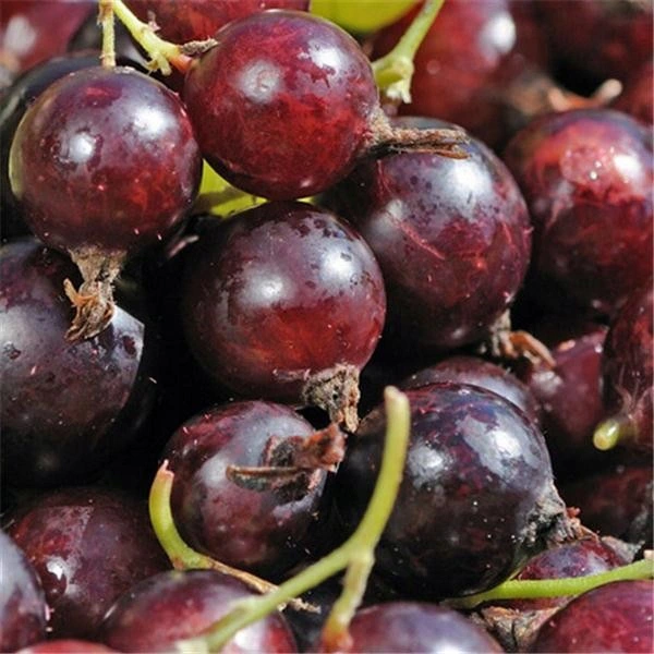 Porzeczkoagrest JOSTA FORMA KRZACZASTA - 4