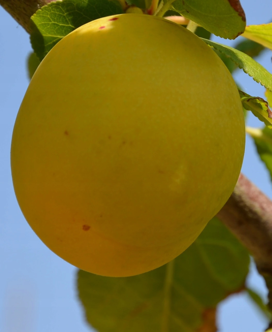 Śliwa MIRABELKA smak dzieciństwa KOLUMNOWA - 4