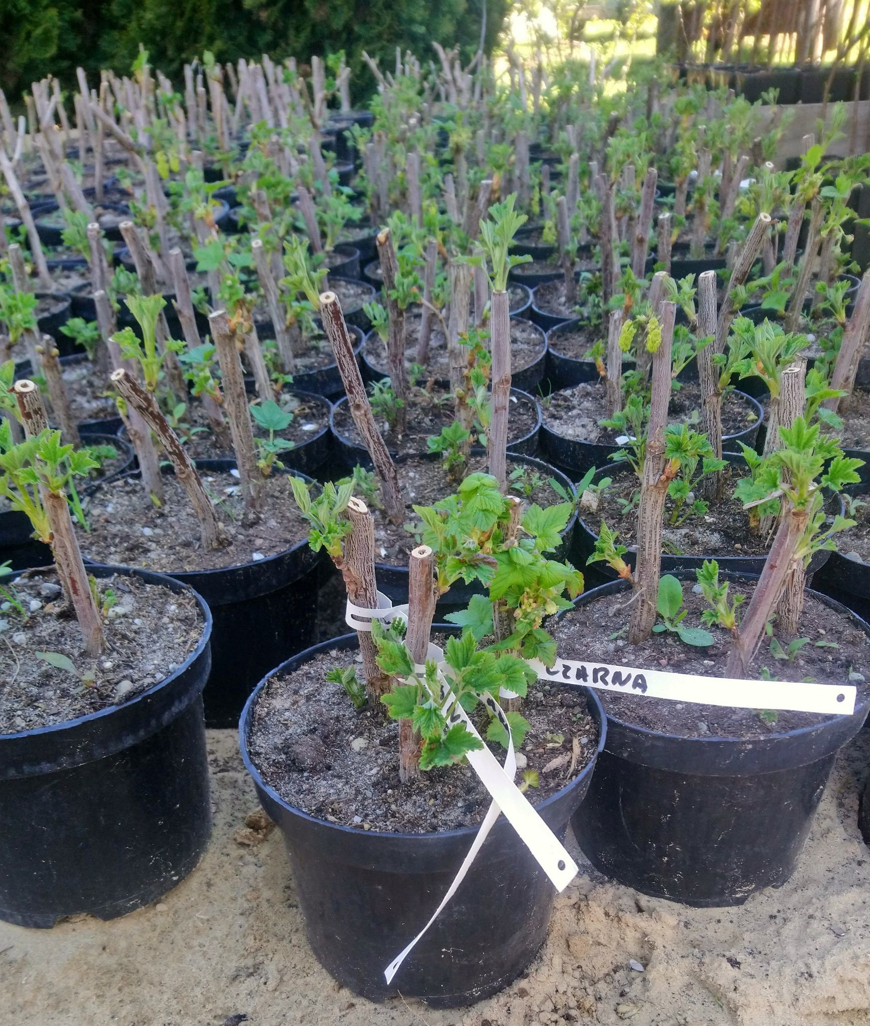 Porzeczka TRIO znakomite odmiany DONICZKA - 6