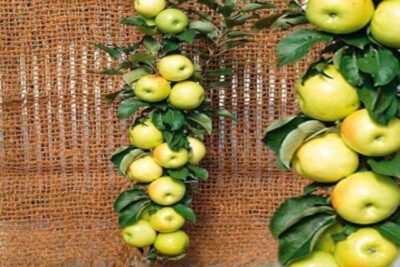 Jabłoń żółta KOLUMNOWA karłowa