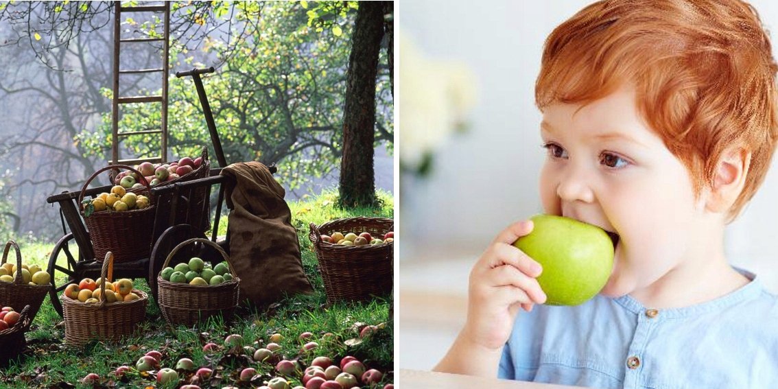 Jabłoń  RENETA LANDSBERSKA - 6