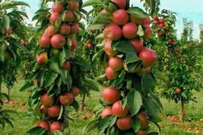 Jabłoń czerwona KOLUMNOWA karłowa