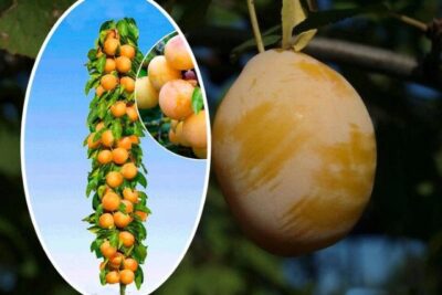 Śliwka MIRABELKA KOLUMNOWA