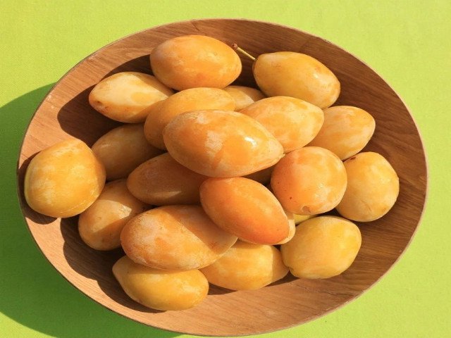 Śliwa MIRABELKA smak dzieciństwa KOLUMNOWA - 2