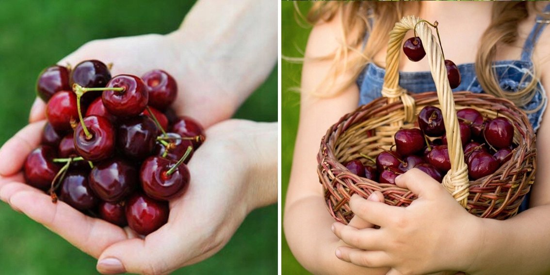 Czereśnia ROSYJSKA SIESTRONKA - 4