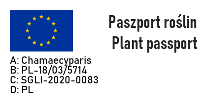 Cyprysik Lawsona IVONNE - 4