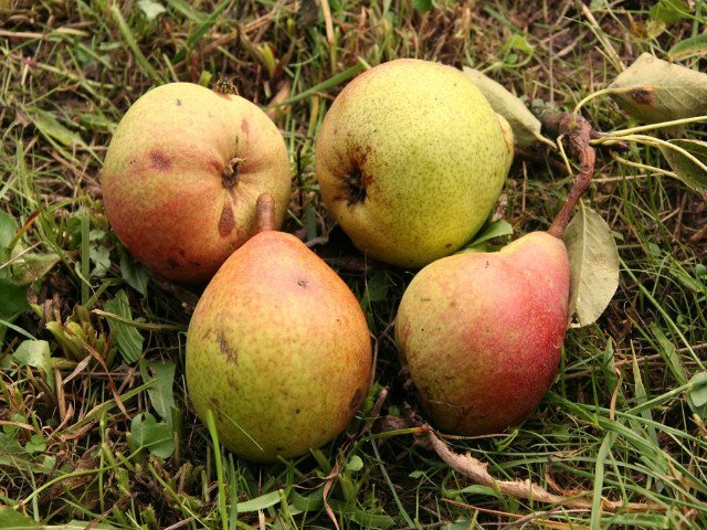 grusza KLAPSA (faworytka) - 2