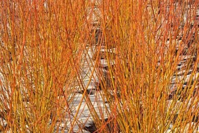 Wierzba płomykowa YELLOW FLAME