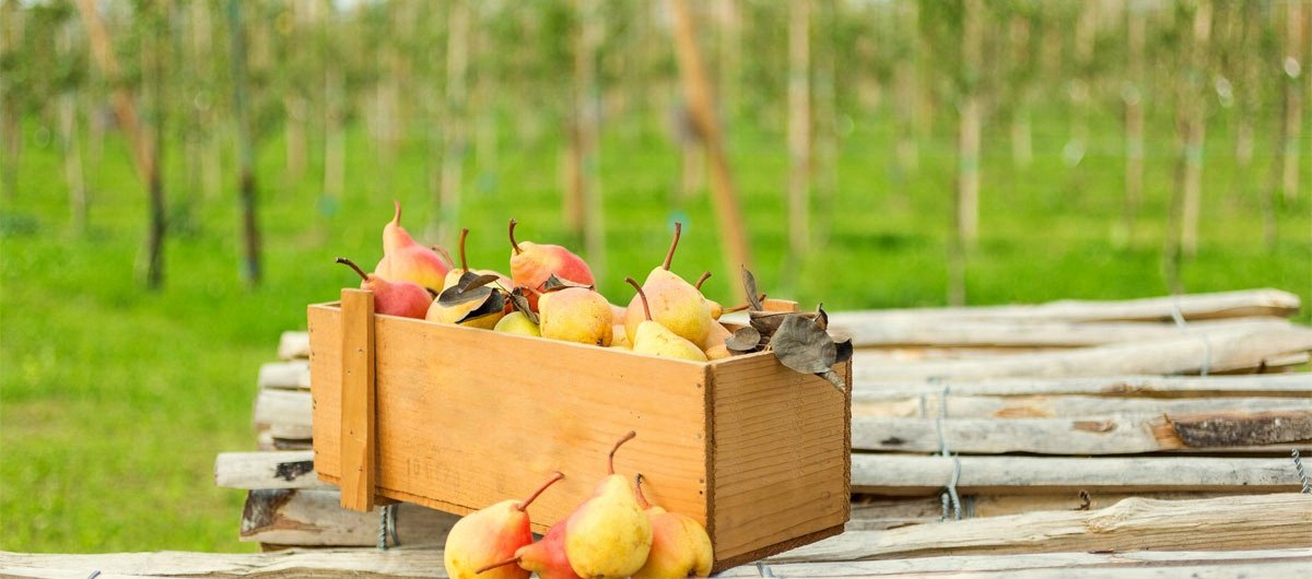 Grusza UKRAIŃSKA - 4