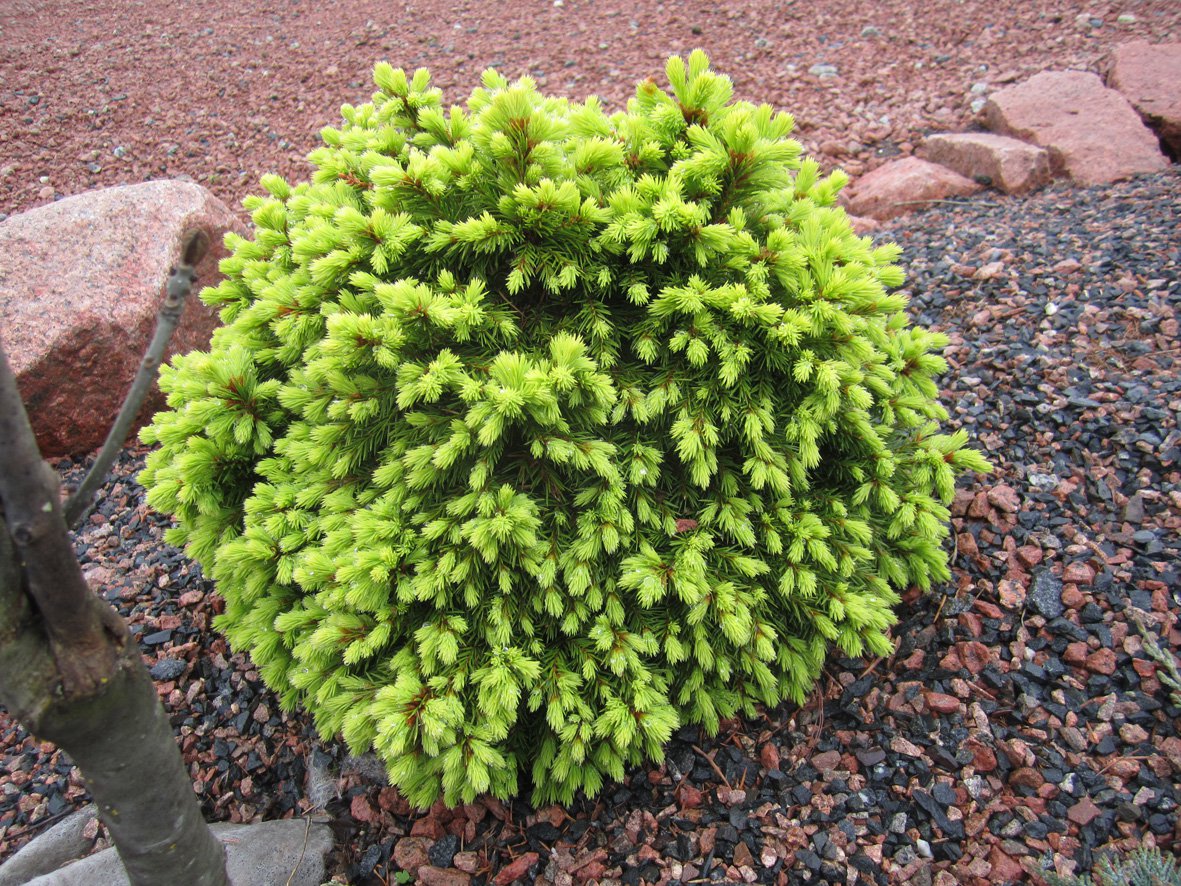 Świerk biały DENDROFARMA GOLD - 5