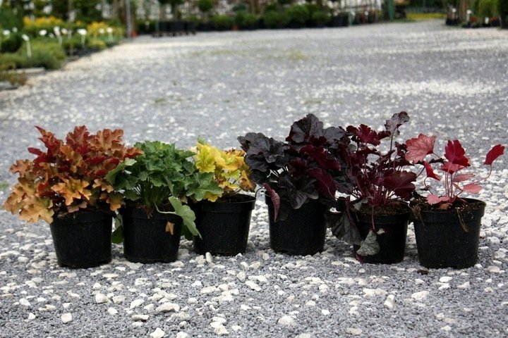 Żurawka CITRONELLA - 4