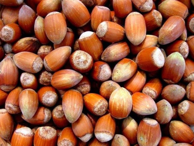 Orzech laskowy OLBRZYMI Z HALLE szczepiony - 2