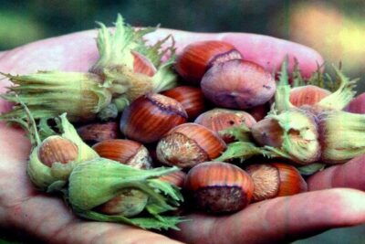 Orzech laskowy OLBRZYMI Z HALLE szczepiony