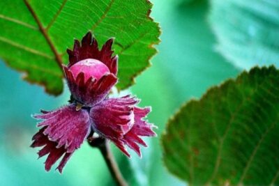 Orzech laskowy LAMBERTA czerwony szczepiony