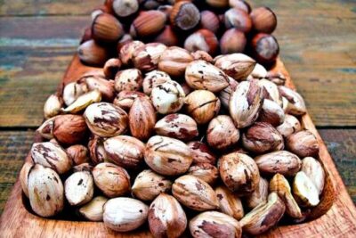 Orzech laskowy CENNY WEBBA szczepiony