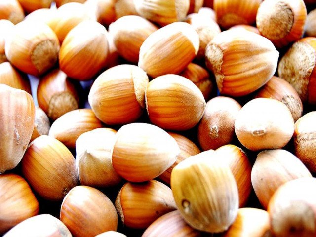 Orzech laskowy CENNY WEBBA szczepiony - 2