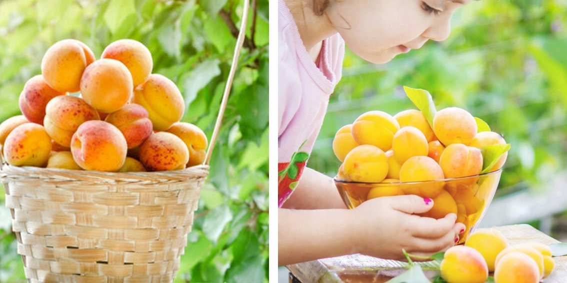 Morela EARLY BLUSH - 4