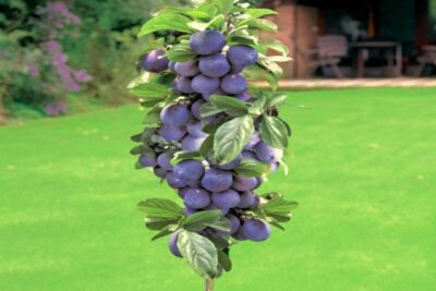 Śliwa kolumnowa IMPERIAL