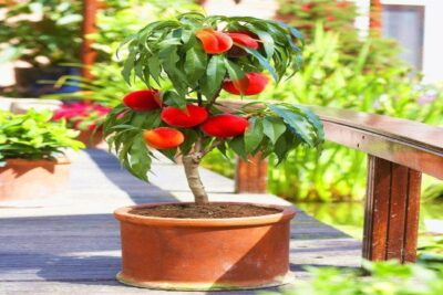 Brzoskwinia MIODOWA MINIATURKA