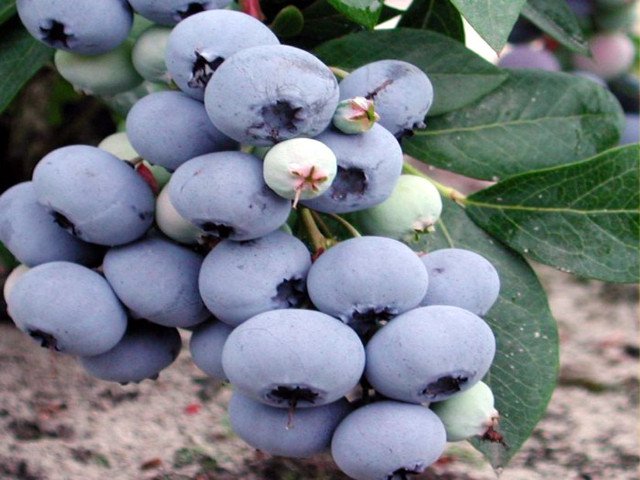 Borówka amerykańska SPARTAN 3-letnia - 2