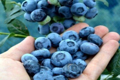 BORÓWKA AMERYKAŃSKA BONUS 3-letnia